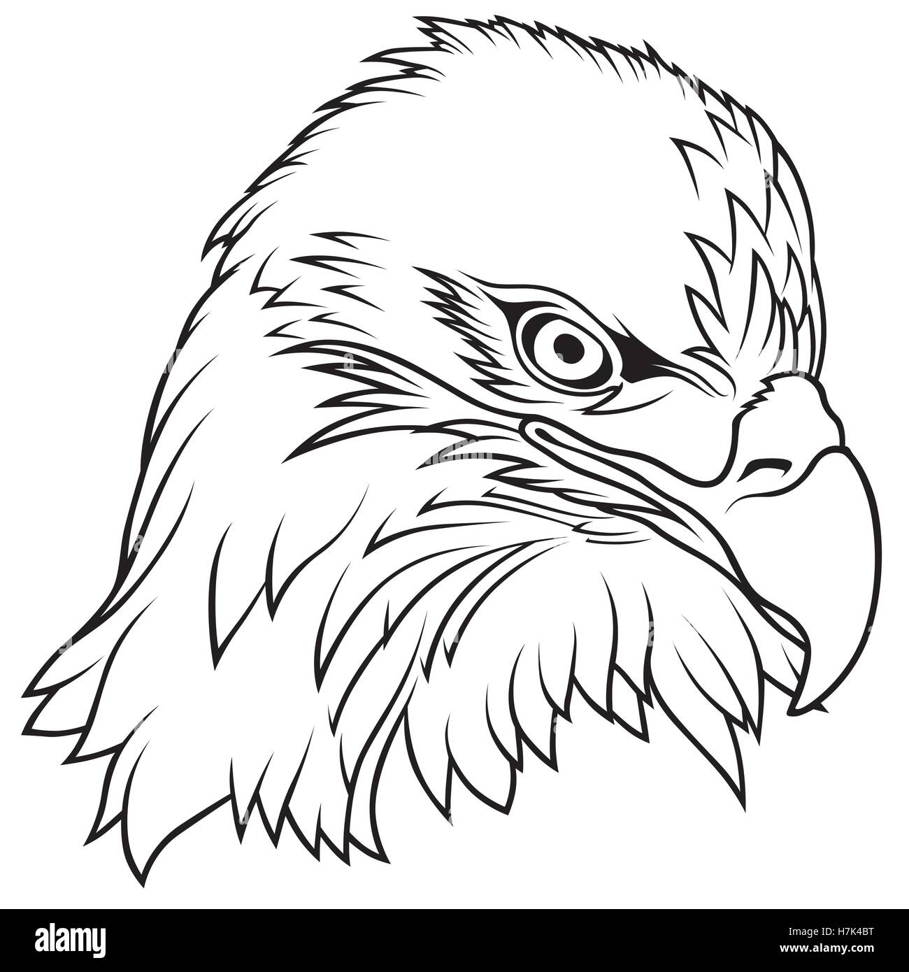 Bald eagle head Black and White Stock Photos & Images - Alamy
