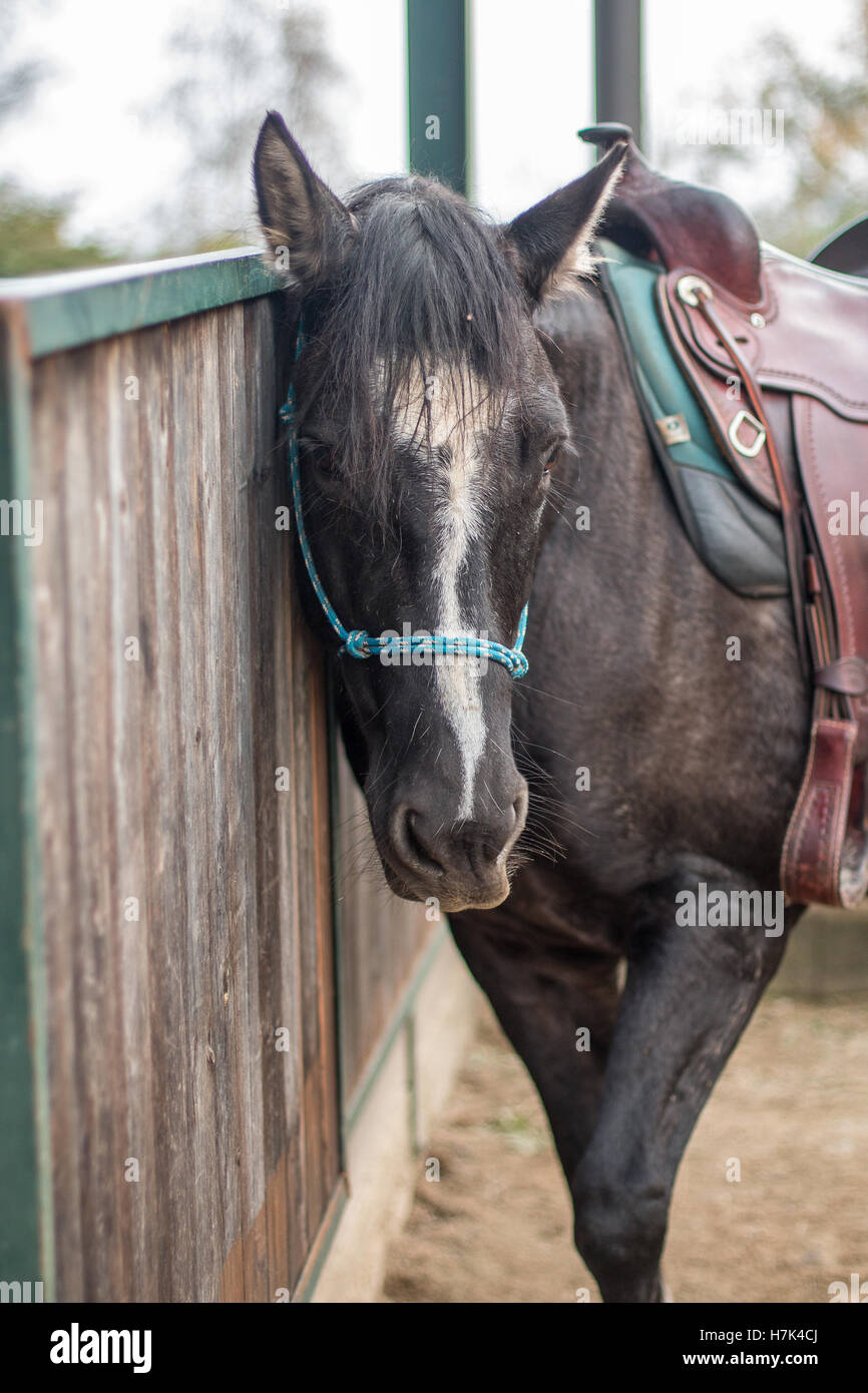 A horse having a scratch at the ranch Stock Photo Alamy