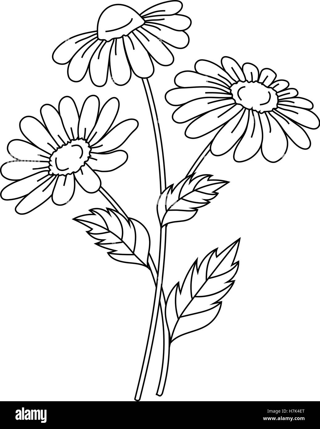 Beautiful daisies isolated on a white background. Vector