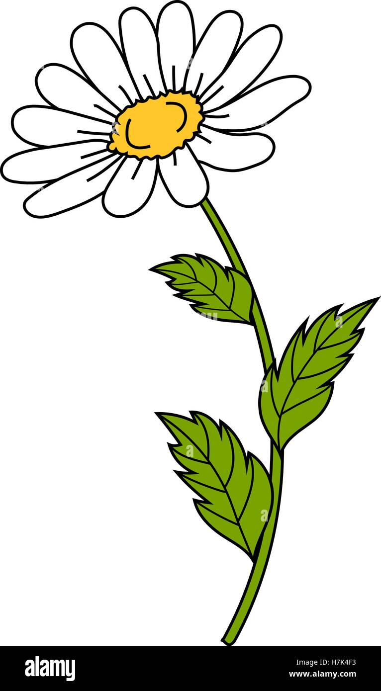 Beautiful daisy on white background. Floral vector illustration Stock ...