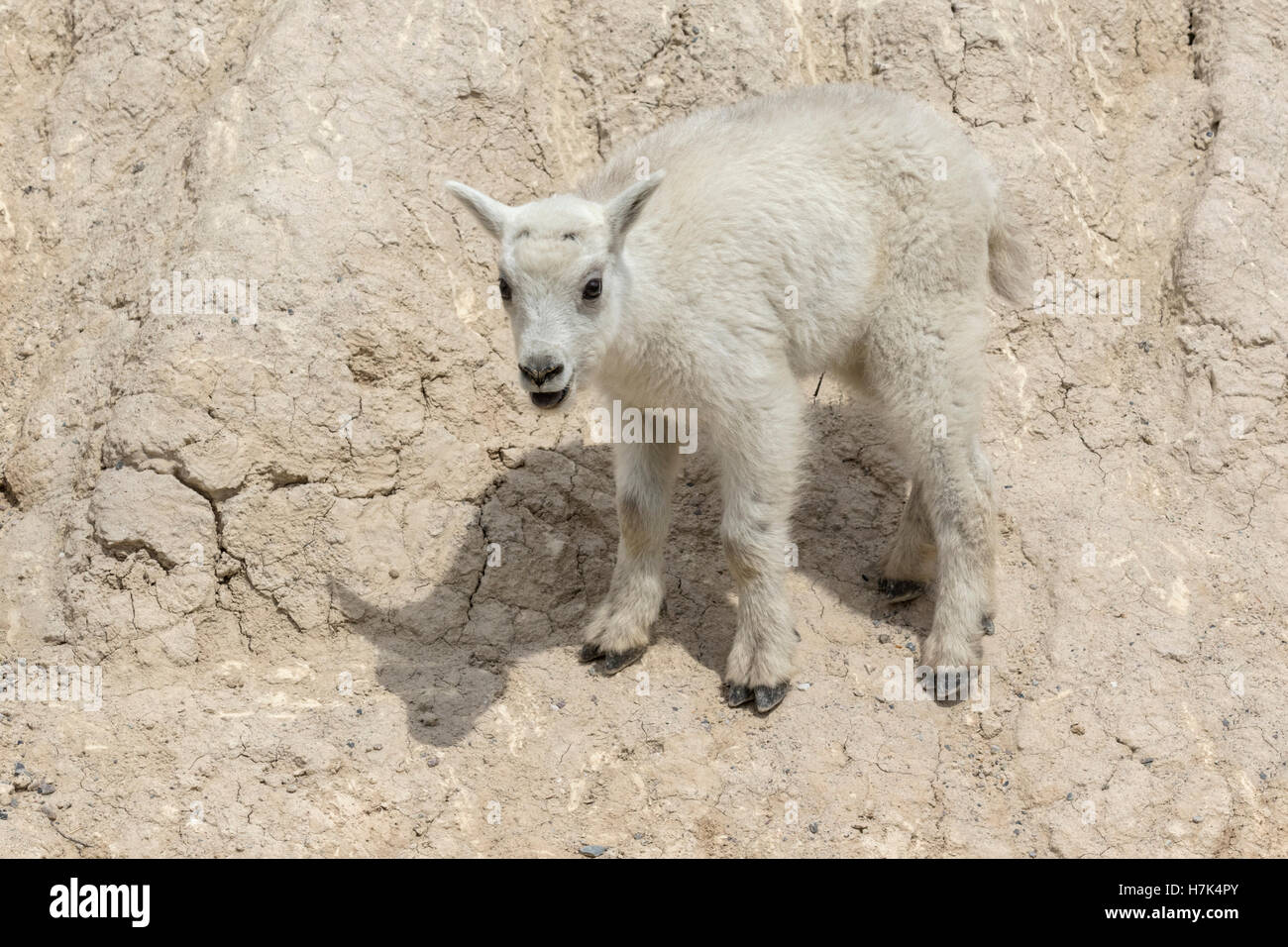Mountain Goat - young kid Stock Photo