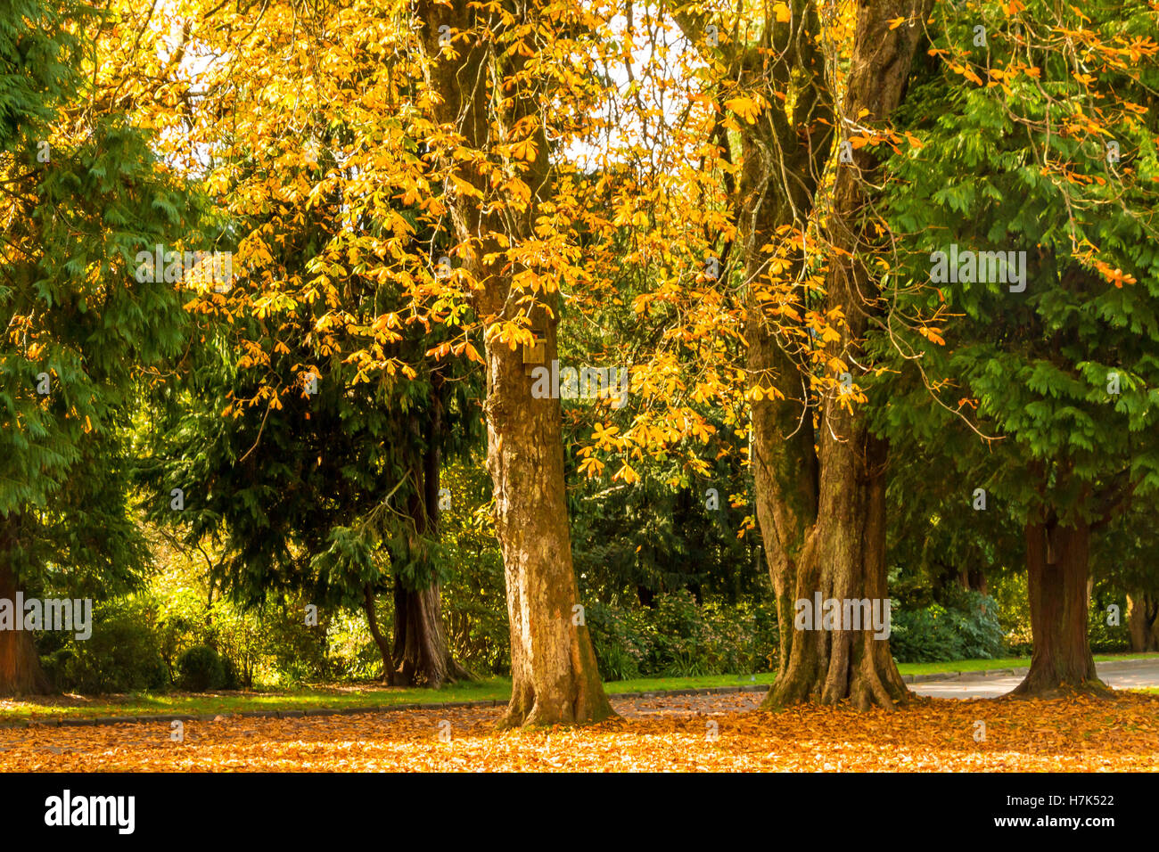 Autumn colours and trees,  woodland walk, Cyfarthfa Park, Merthyr Tydfil, South Wales Stock Photo