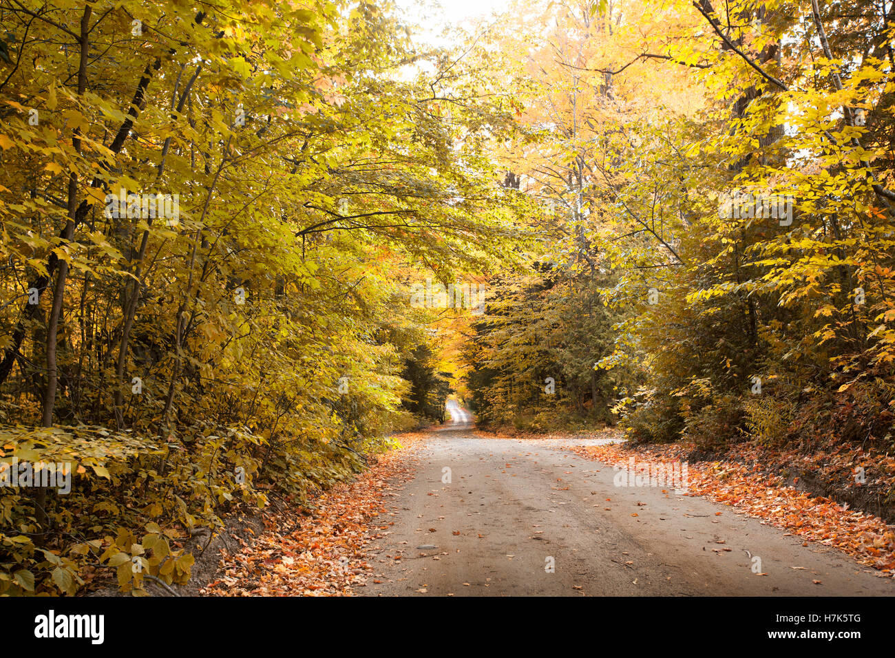road through an autumn forest with trees changing leaves colors Stock Photo