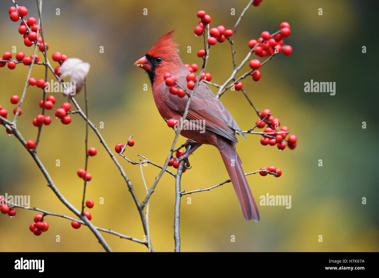 A bright red male northern cardinal (Cardinalis cardinalis) perching on winter berries Stock Photo