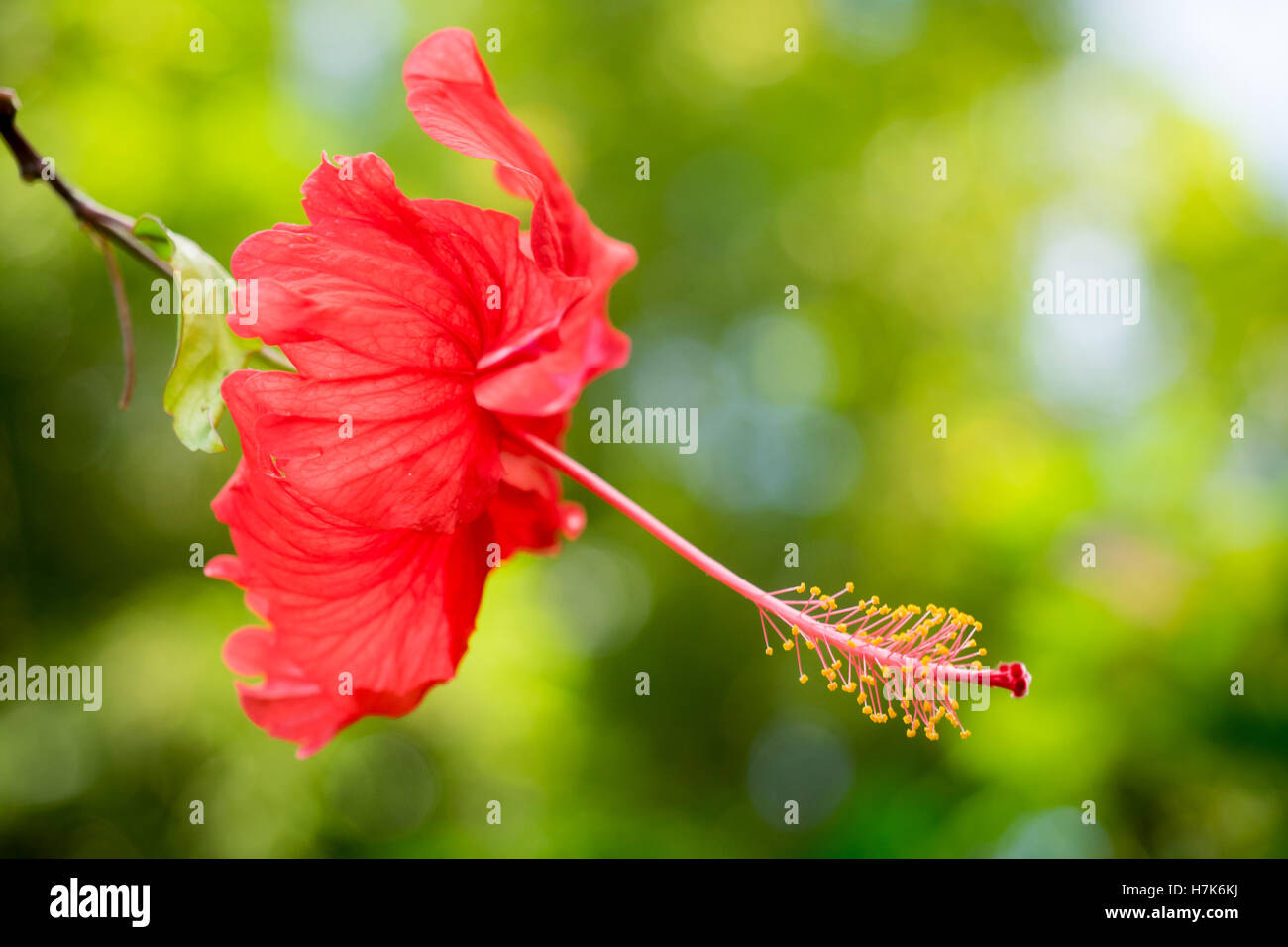 Flower in Puerto Rico Stock Photo Alamy