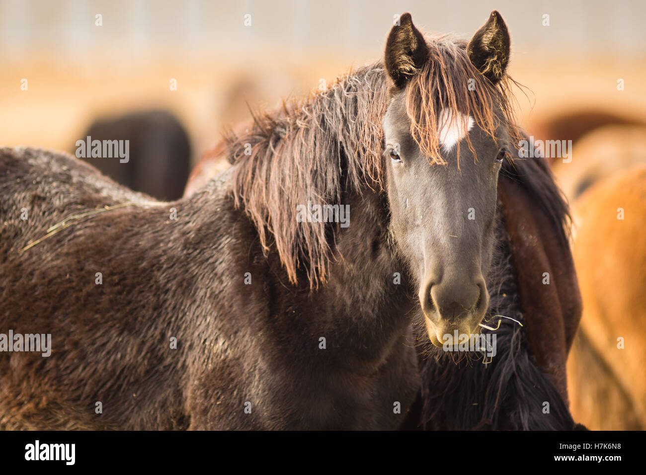 Wild Horse Face Portrait Close Up American Animal Stock Photo