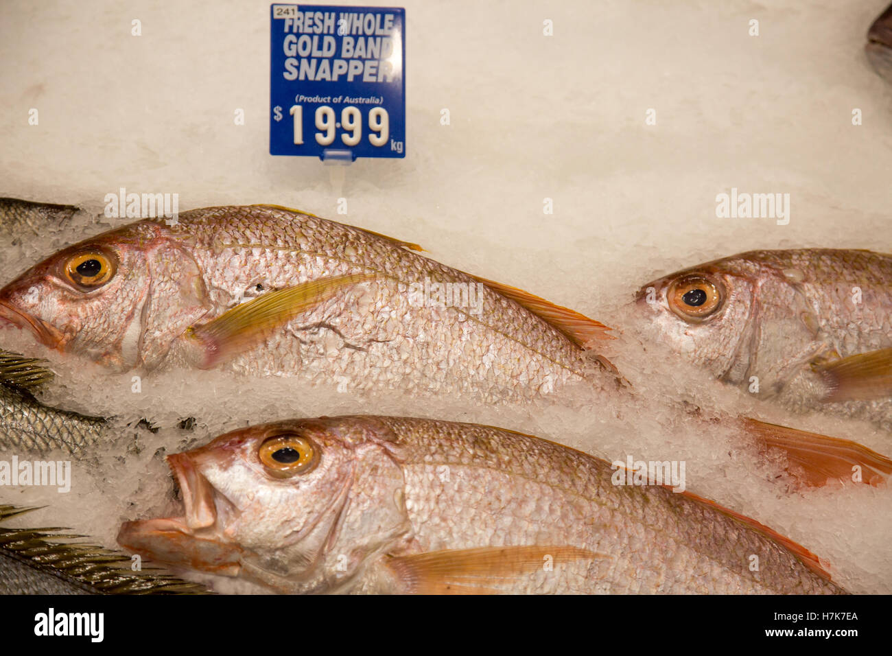 Snapper fish australia hires stock photography and images Alamy