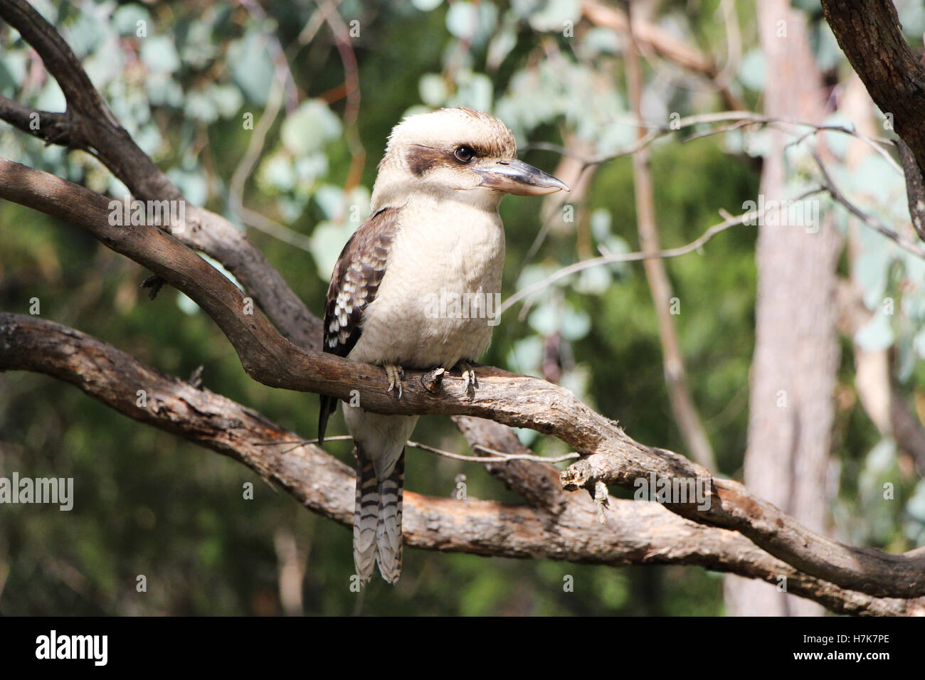 Kookaburra bird, the native Australian species sits in a tree making its famous laughing call. Stock Photo