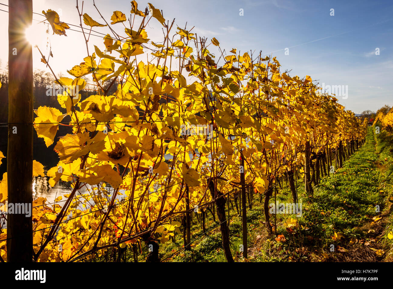 Row of vines in autumn, Eglisau, Canton of Zurich, Switzerland. Stock Photo