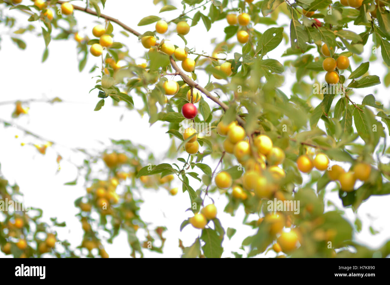 Chinese (apple plum) is a paradise tree Chinese (apple plum) is a paradise tree
