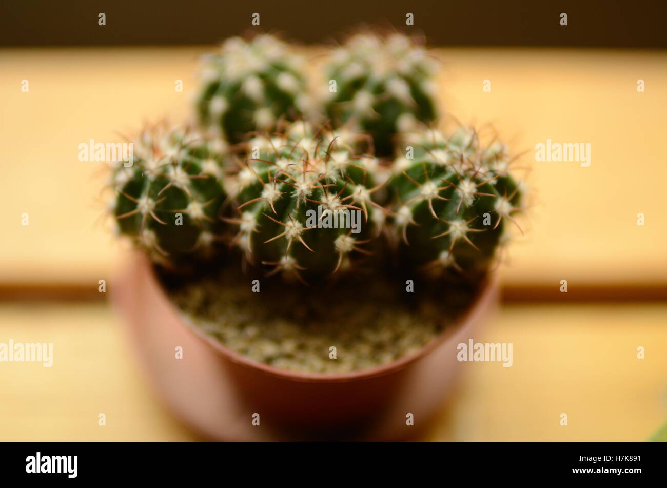 Five seedlings of Melocactus matanzanus, photographed at low f-number for highlighting the front part and blurring the rest. Stock Photo