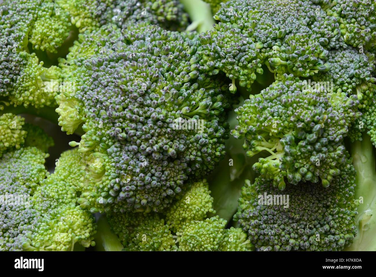 detail of brocoli Stock Photo