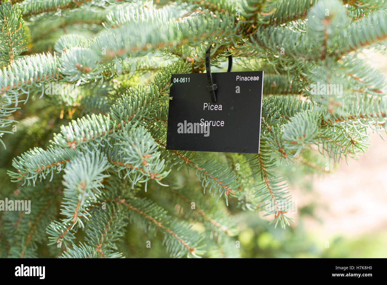 Picea Spruce label Stock Photo