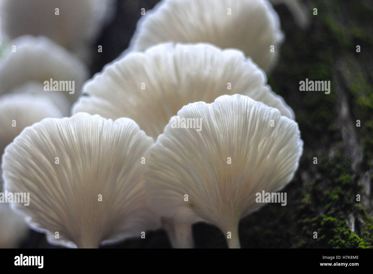 Carnivorous mushroom hires stock photography and images Alamy