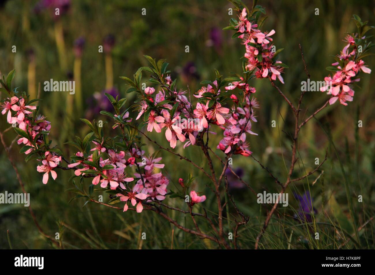 Amygdalus nana L Stock Photo - Alamy