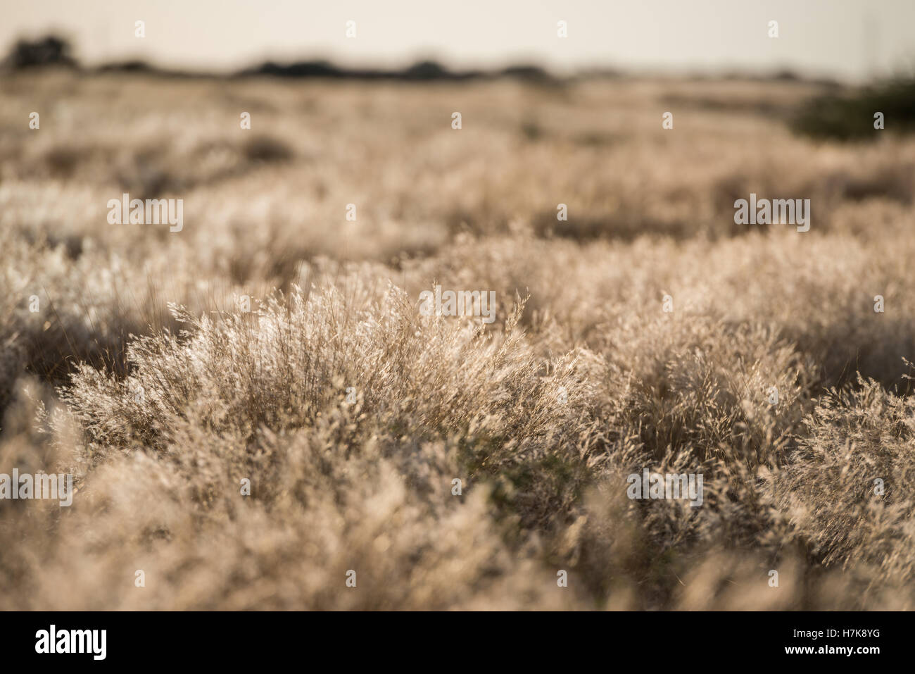 Dried plants hi-res stock photography and images - Alamy