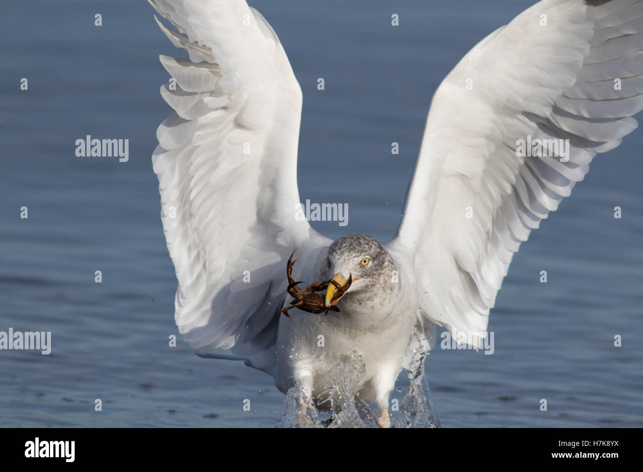 Crab Eating Birds Hi-res Stock Photography And Images - Alamy