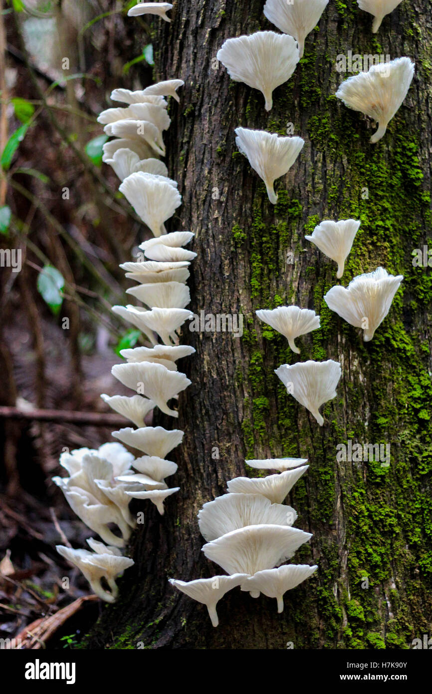 Oyster Mushroom Tree Stock Photos & Oyster Mushroom Tree Stock Images