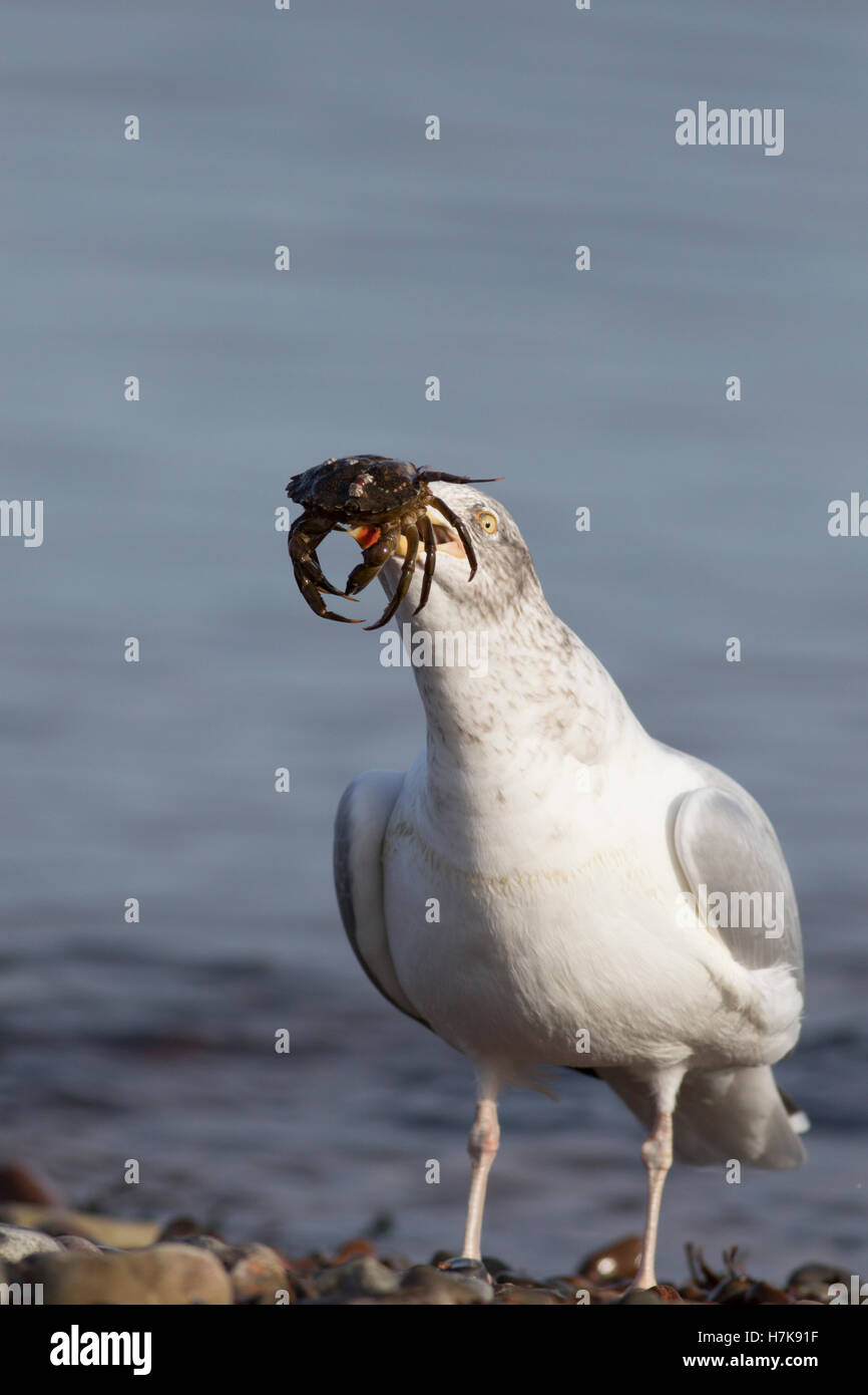 Crab eating birds hires stock photography and images Alamy