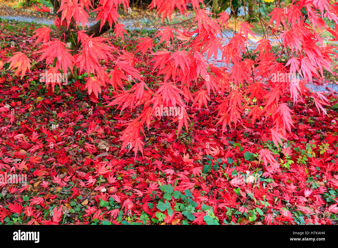 Autumn colour intensifies the red foliage of the Japanese maple, Acer palmatum 'Chitoseyama' Stock Photo