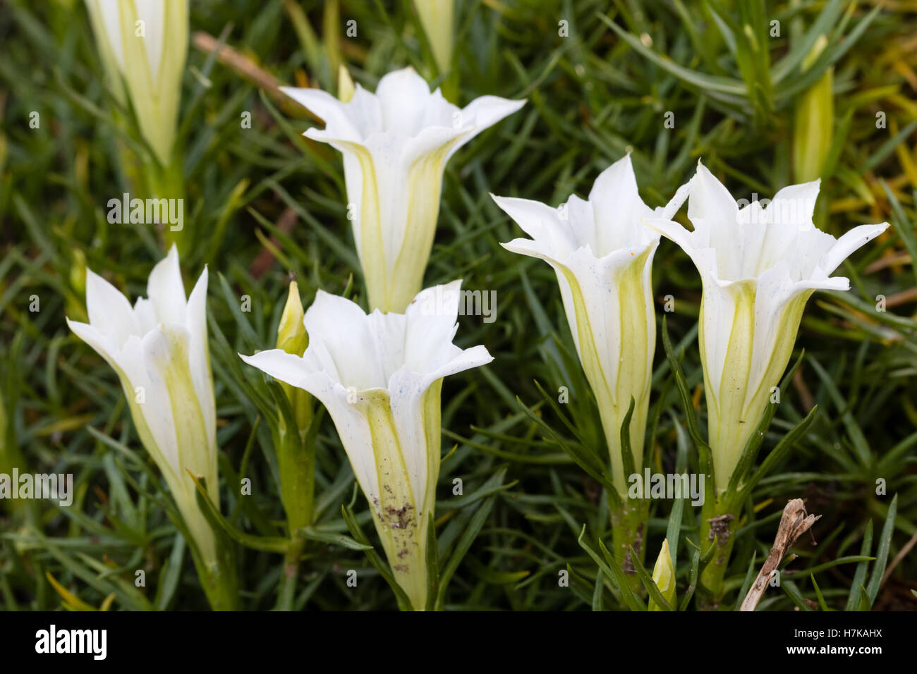 White trumpet flowers of the late Autumn flowering alpine, Gentiana
