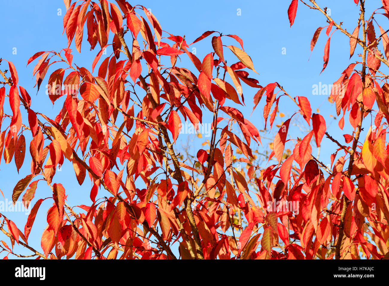 Red Autumn foliage of the ornamental cherry, Prunus 'Ukon' Stock Photo