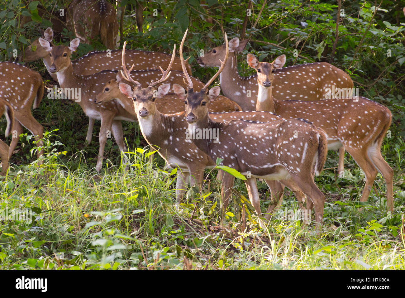 Spotted Deer (Axis axis) Stock Photo