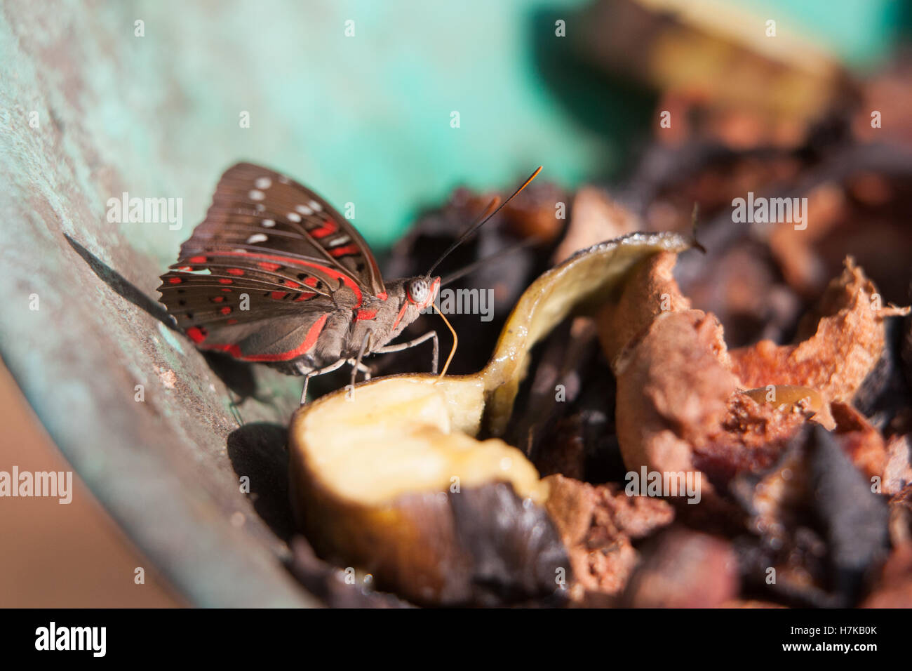 Gaudy Baron (Euthalia lubentina) Butterfly at Ovalekar wadi in Thane Stock Photo