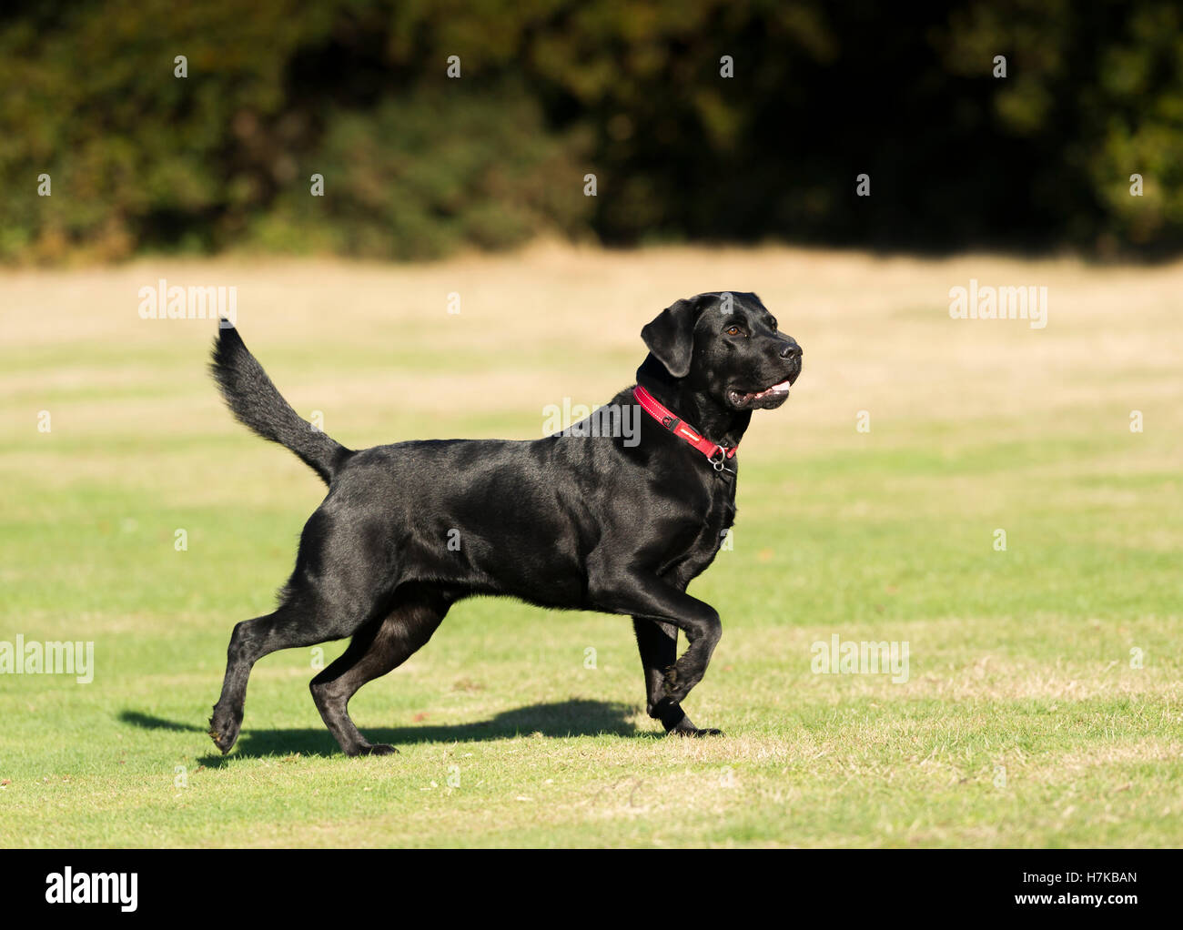 labrador running
