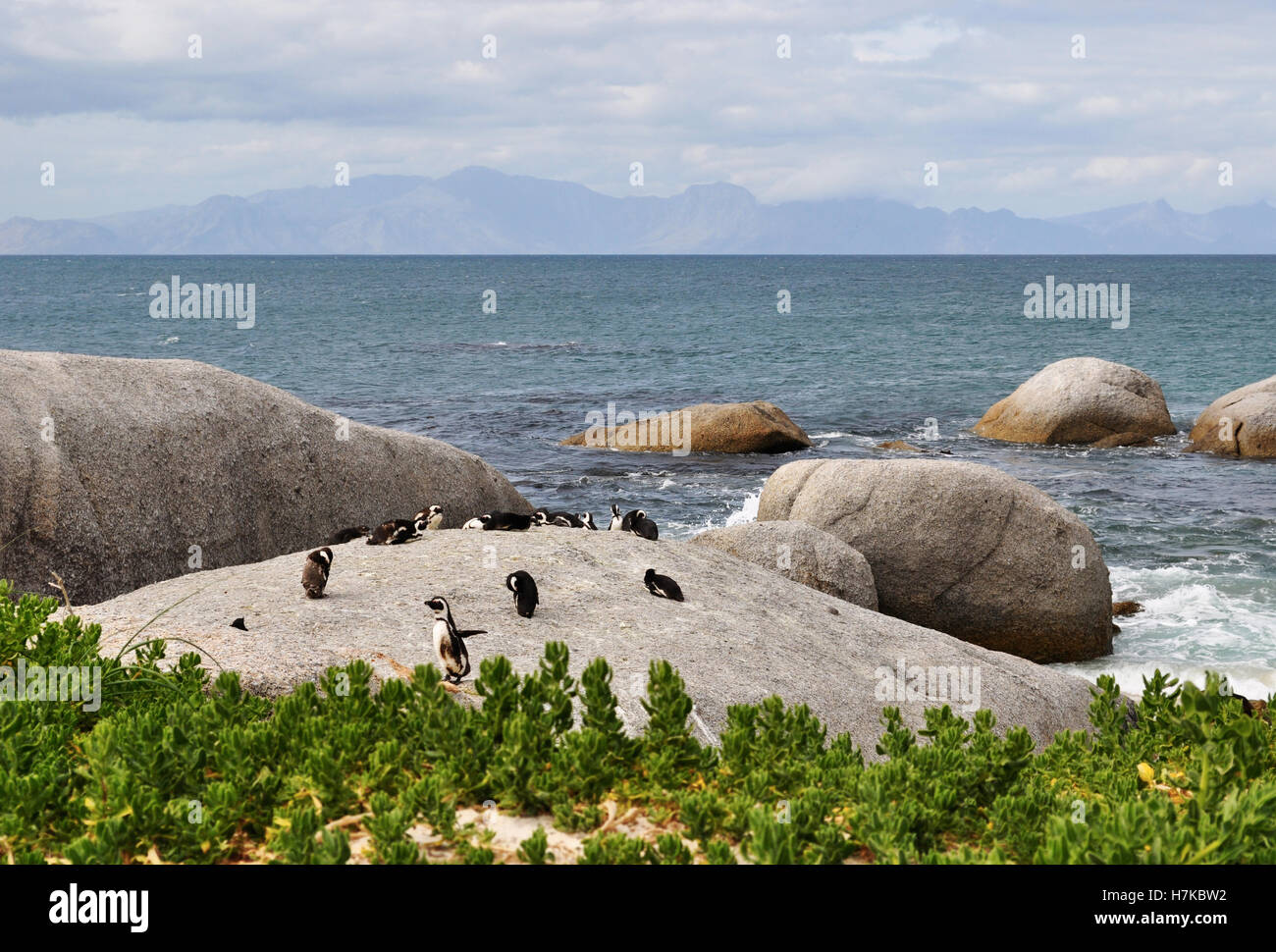 South Africa, Simon's Town: penguins on a rock at Boulders Beach ...