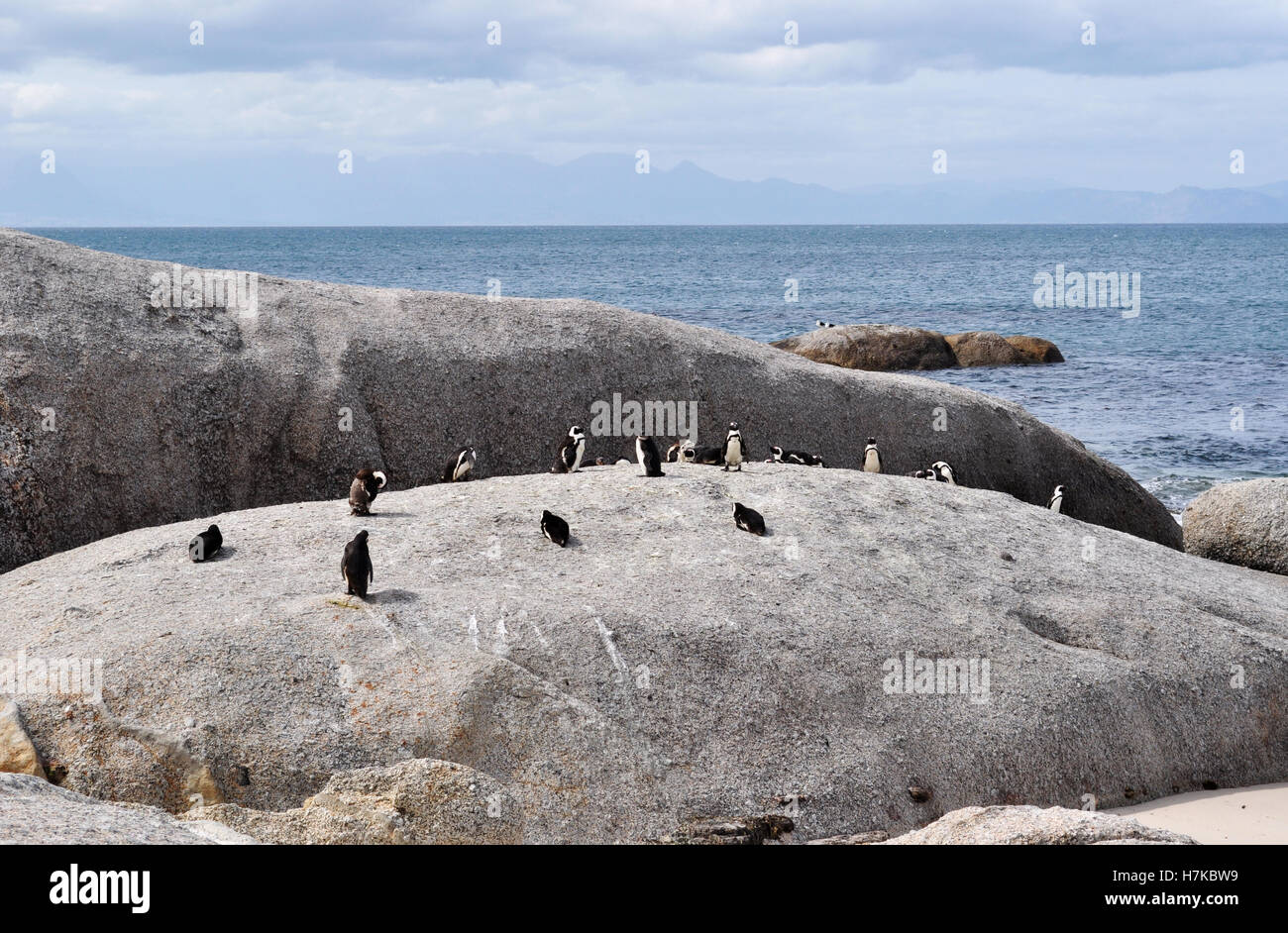 South Africa, Simon's Town: penguins on a rock at Boulders Beach ...