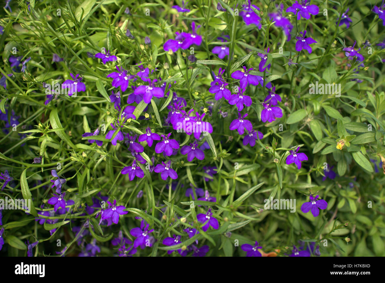 hanging basket flowers in close up Stock Photo