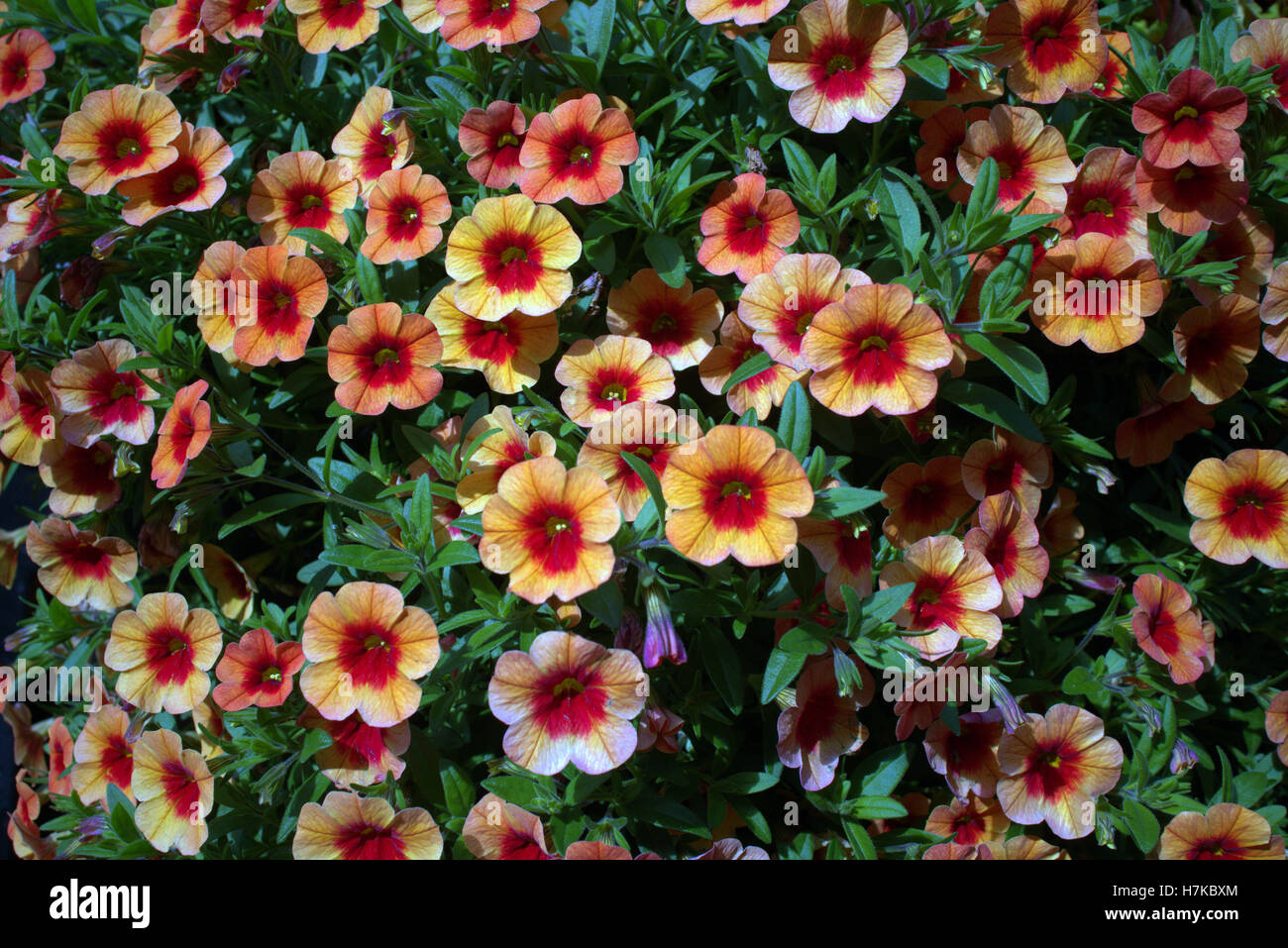 hanging basket flowers in close up Stock Photo