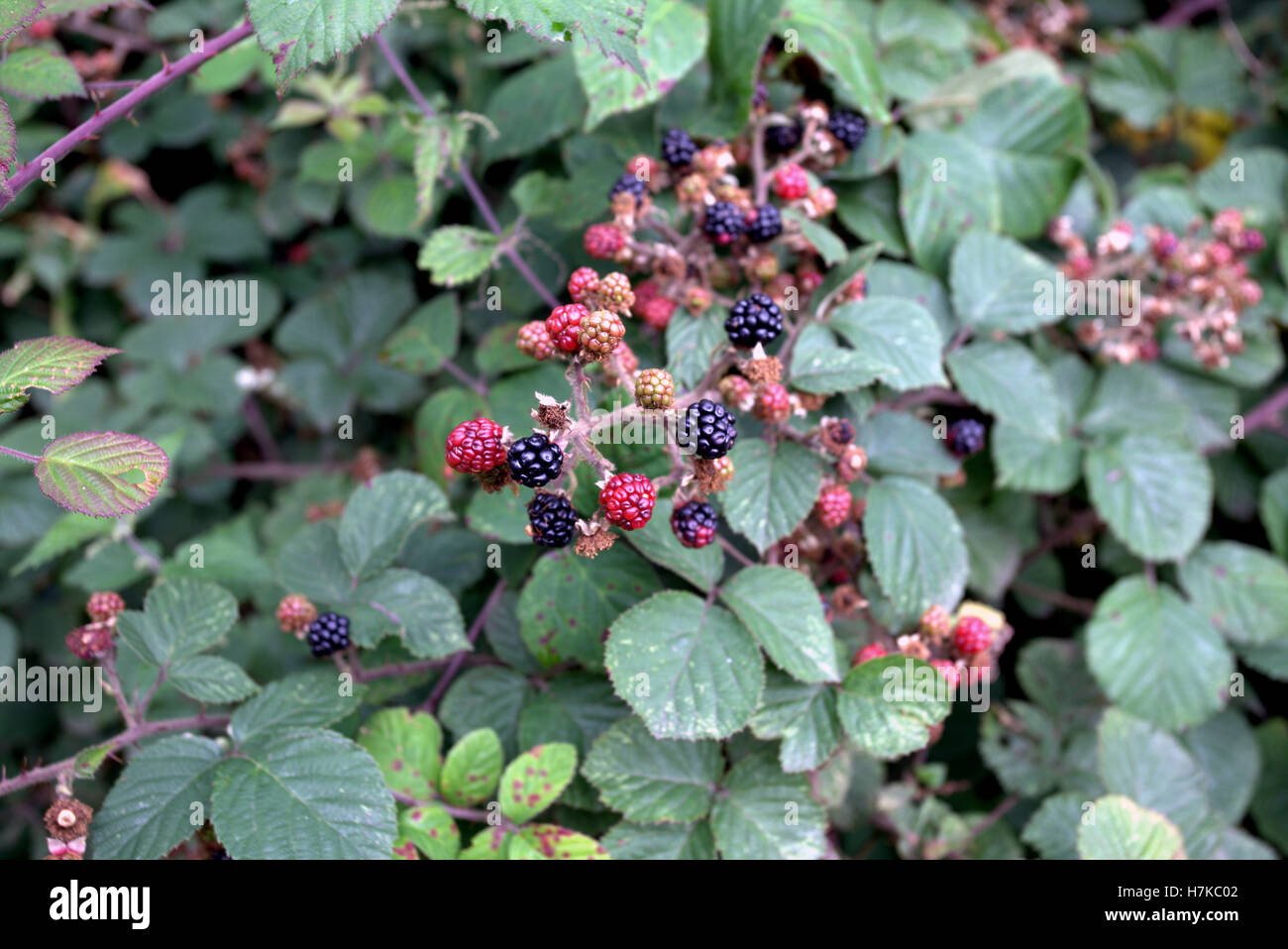 Brambles wild berries on bush black and red Stock Photo