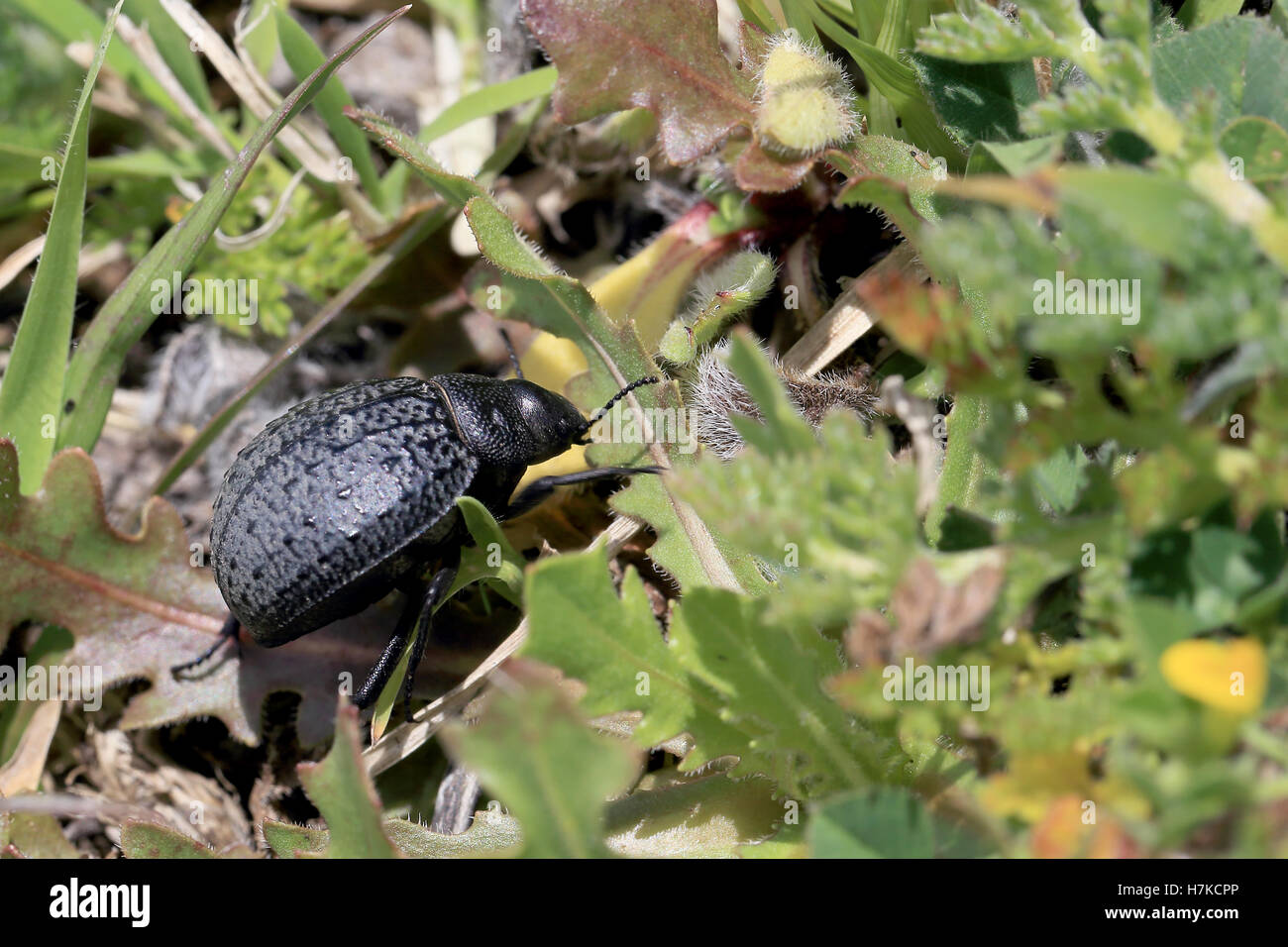 Tenebrionidae Beetle, Cadiz Province, Spain. Stock Photo
