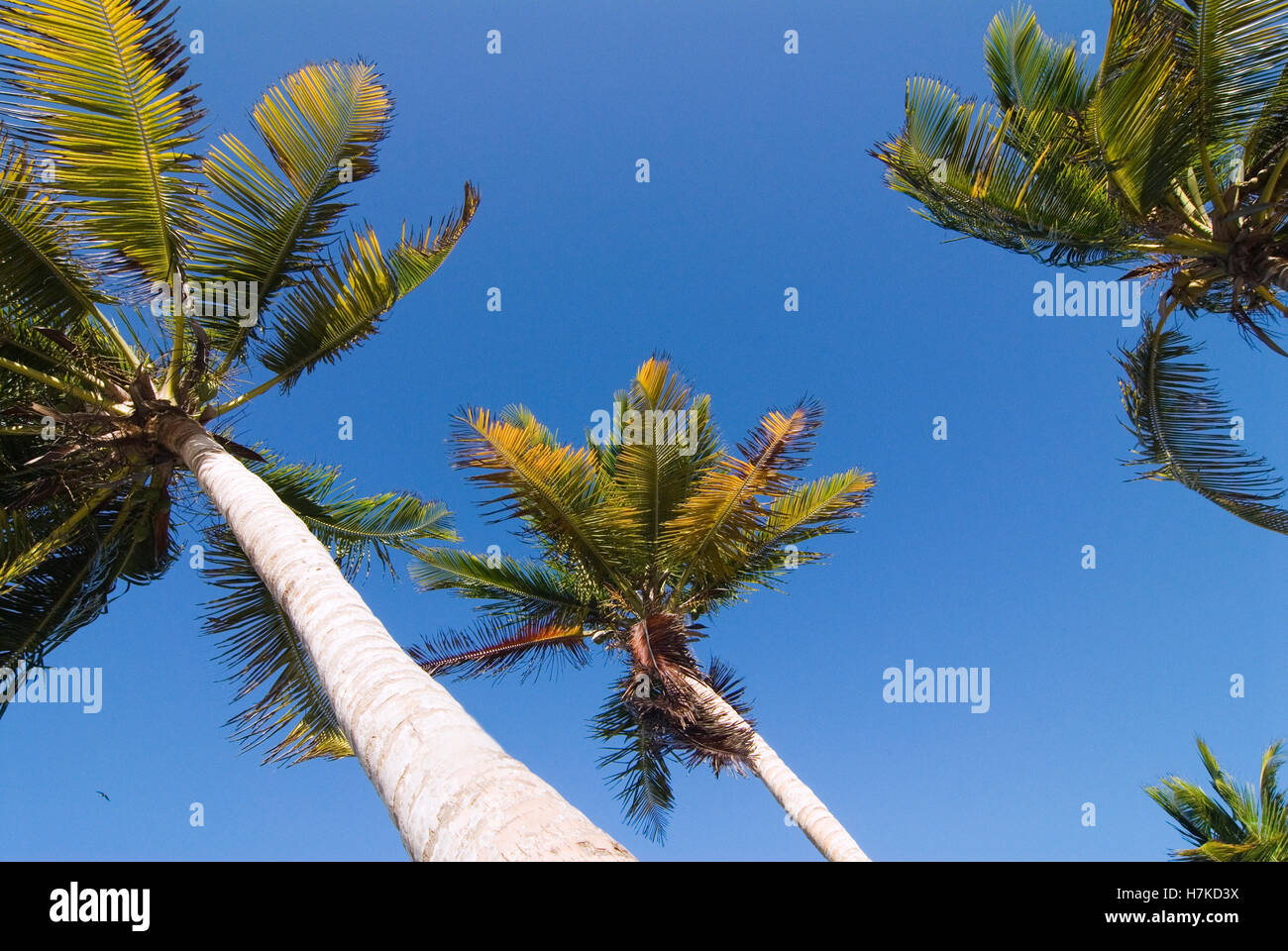 Palm trees at Playa El Agua beach on the island of Isla Margarita