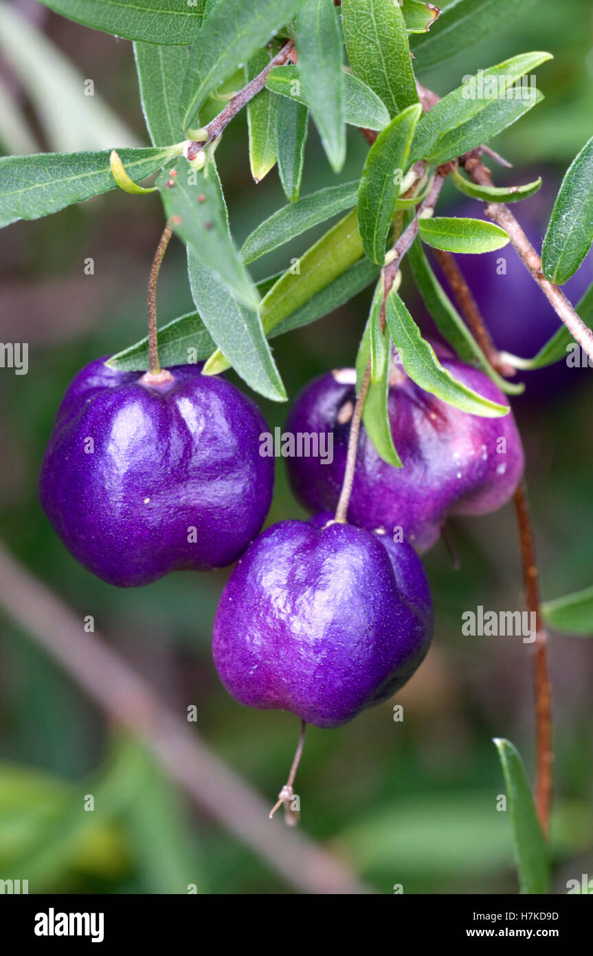 Purple Apple-berry (Billardiera longiflora, Pittosporaceae) Stock Photo