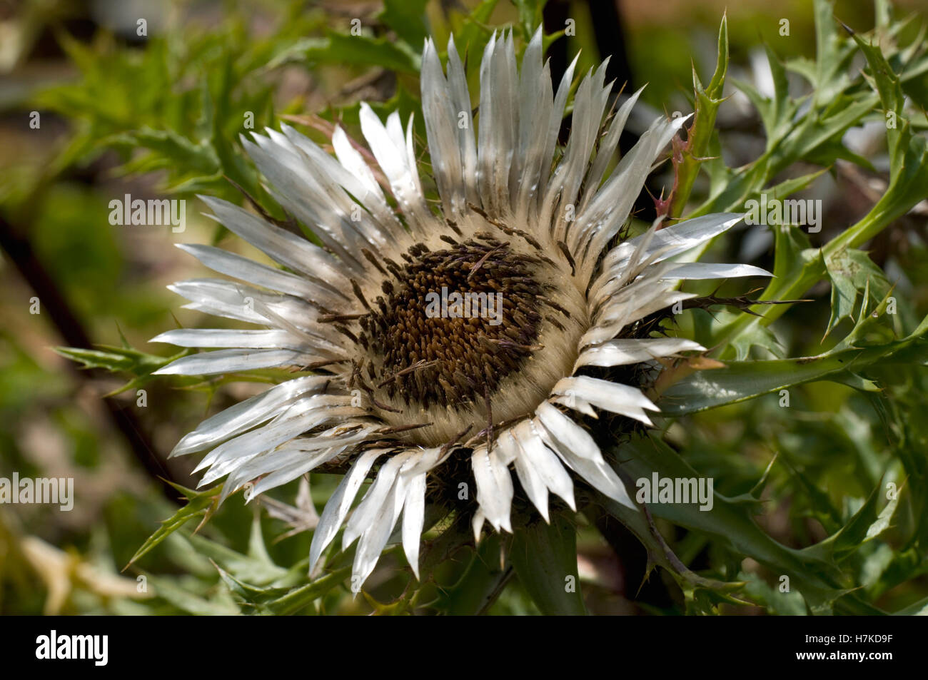 Stemless Carline Thistle or Silver Thistle (Carlina acaulis, Asteraceae) Stock Photo