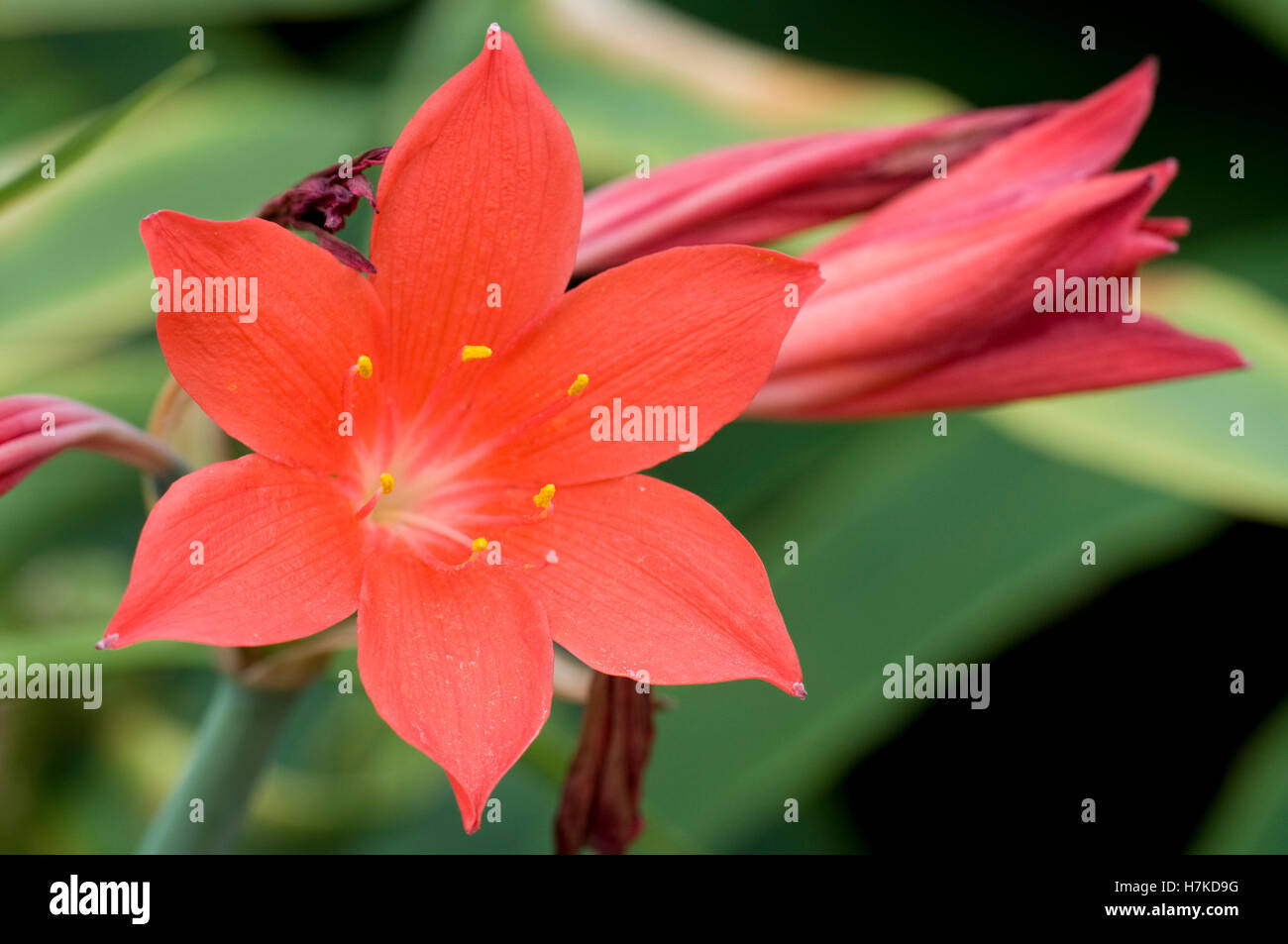 Scarborough Lily (Cyrtanthus purpureus) Stock Photo