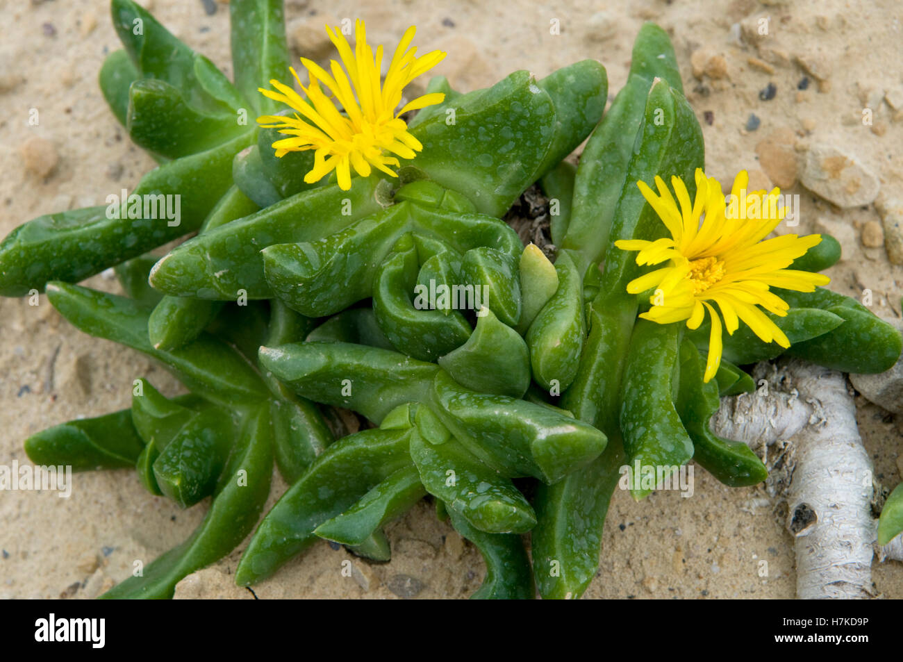 Glottiphyllum (Glottiphyllum depressum, Aizoaceae) Stock Photo