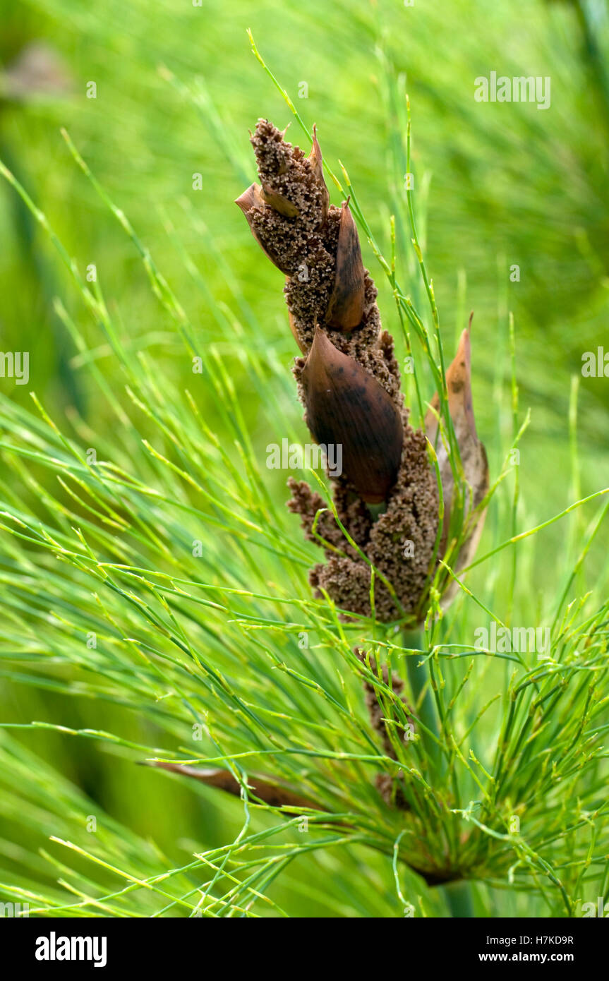 Cape Mourning Reed (Elegia capensis, Restionaceae) Stock Photo