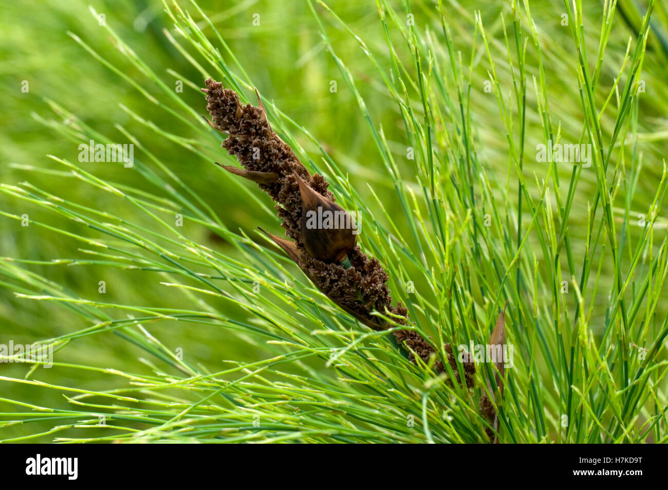 Cape Mourning Reed (Elegia capensis, Restionaceae) Stock Photo