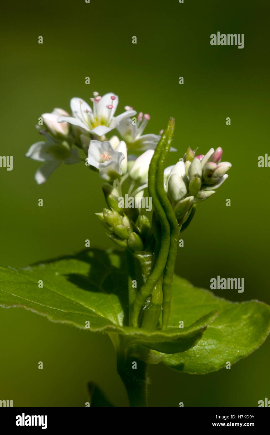 Buckwheat (Fagopyrum esculentum, Polygonaceae) Stock Photo