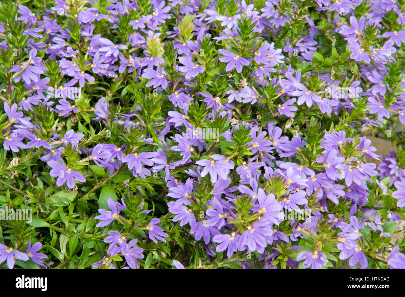 Fan Flower (Scaevola saligna, Goodeniaceae) Stock Photo