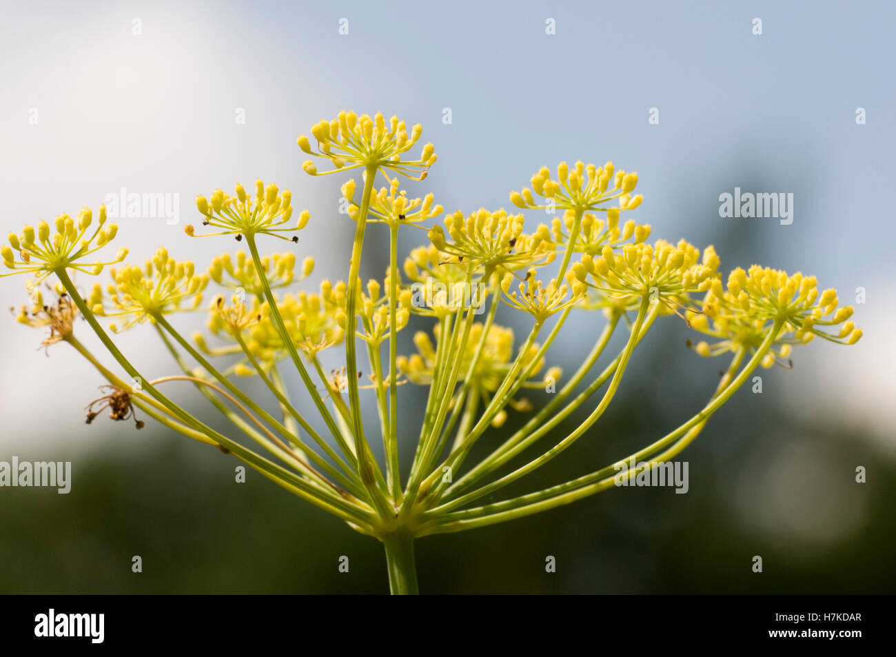 Fennel (Foeniculum vulgare, Apiaceae) Stock Photo