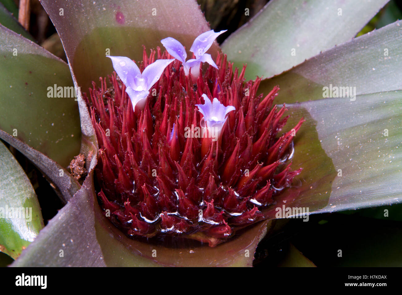 Bromeliaceae (Nidularium burchellii, Bromeliaceae) Stock Photo