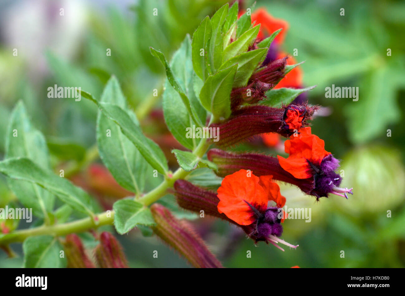 Cigarette flower hi-res stock photography and images - Alamy