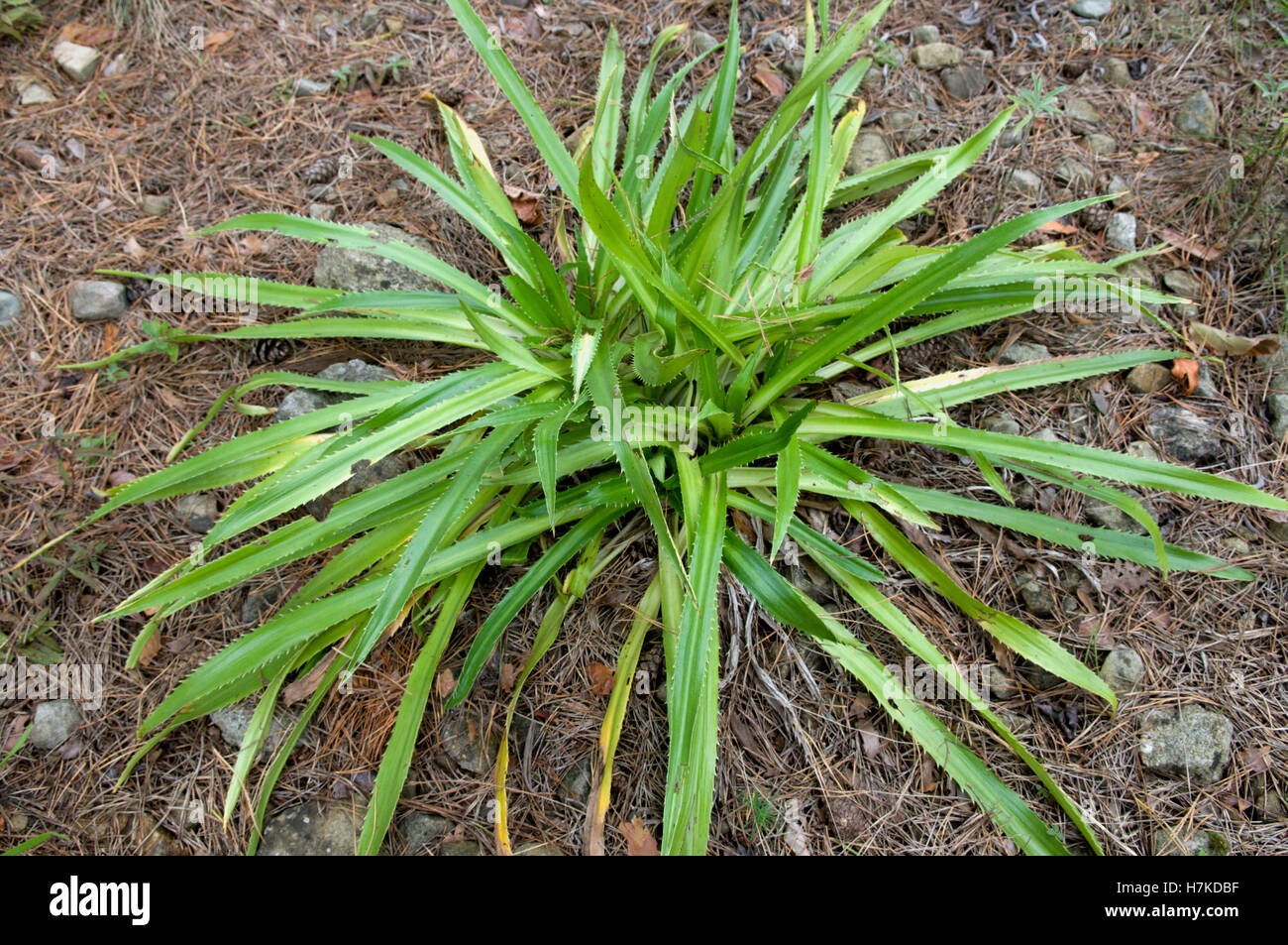 Agave-leaved Sea Holly (Eryngium agavifolium, Apiaceae) Stock Photo