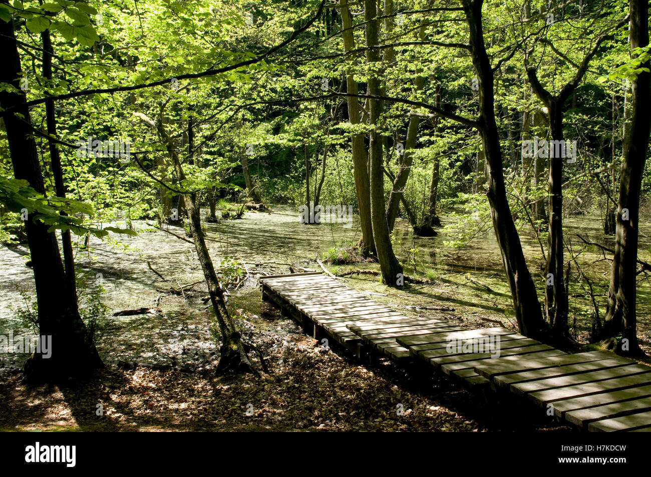 Wooden walkway over wetlands in Jasmund National Park, Isle of Ruegen