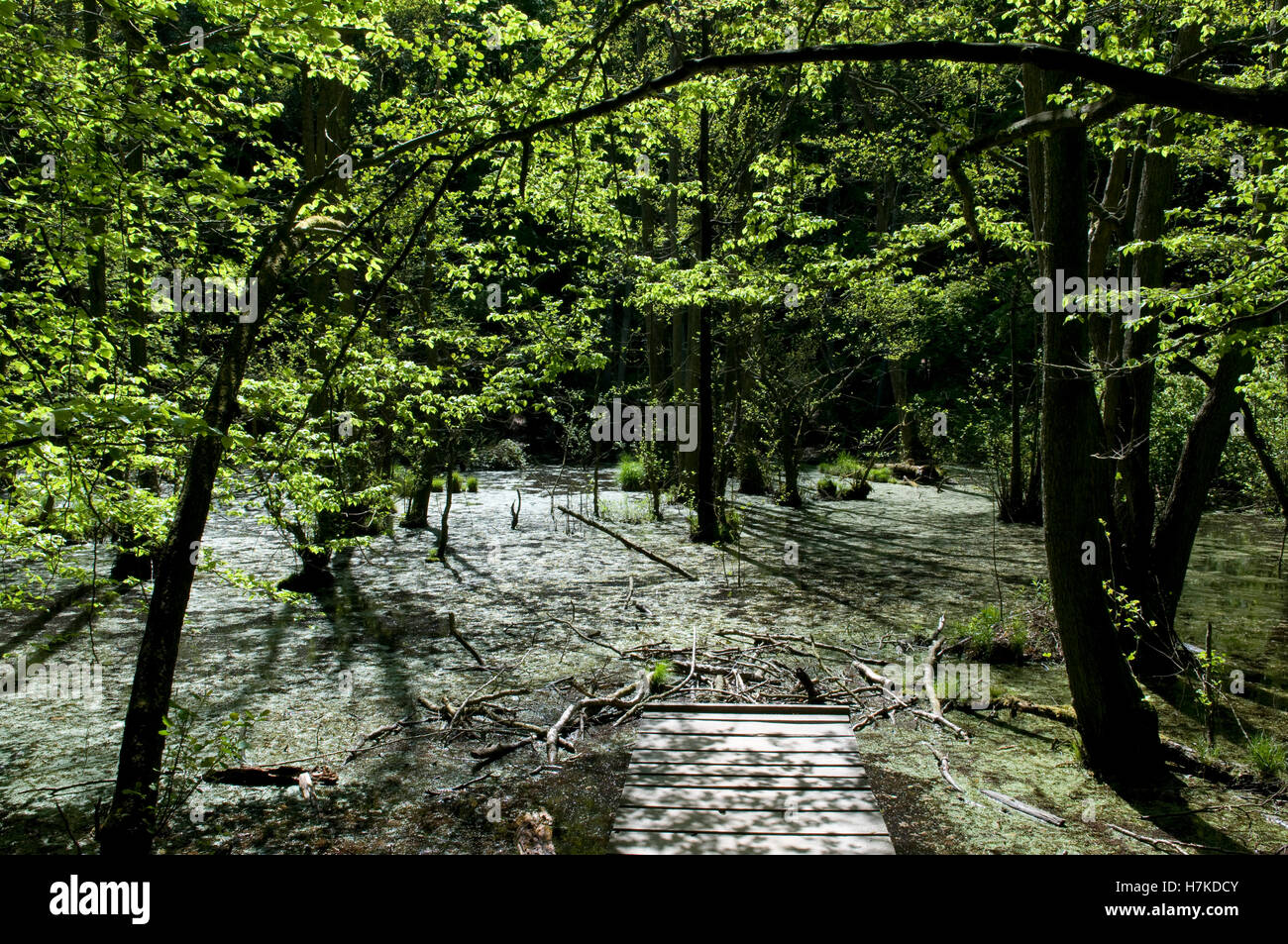 Wooden walkway over wetlands in Jasmund National Park, Isle of Ruegen